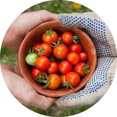 two sets o hands holding bowl of tomatoes