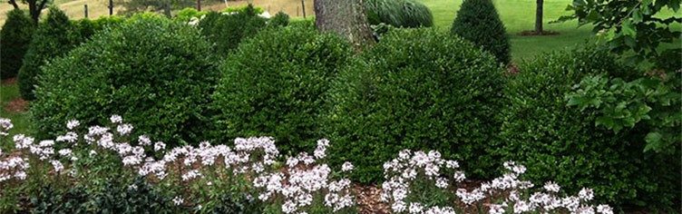 Boxwood Blight