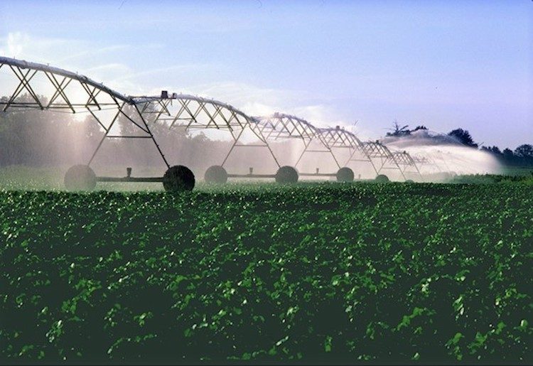 Pivot irrigation system watering cotton